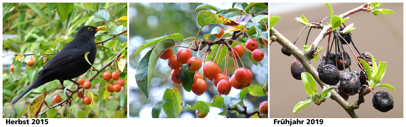 Amsel und Wildäpfel