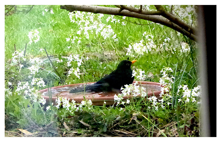 Amsel beim Baden