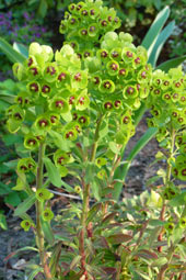 Euphorbia 