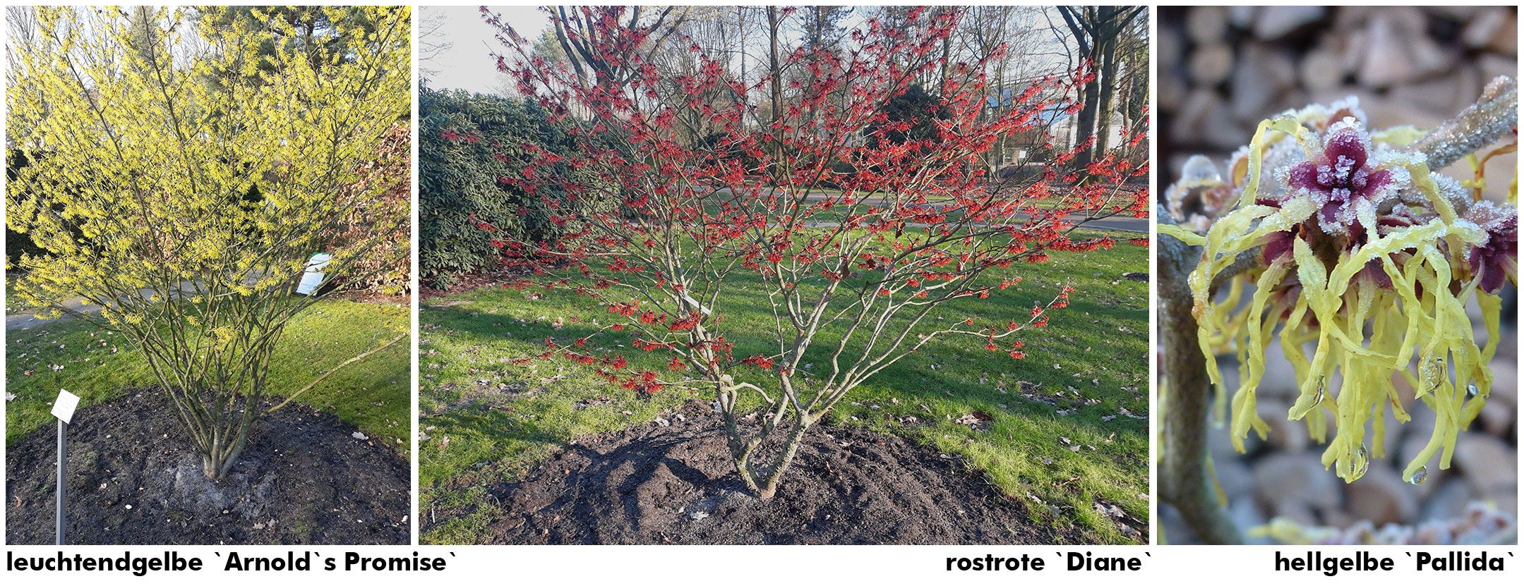 leuchtendgelbe Arnolds Promise        rostrote Diane       hellgelbe Pallida