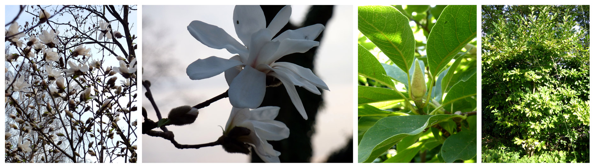 Magnolienblüten 