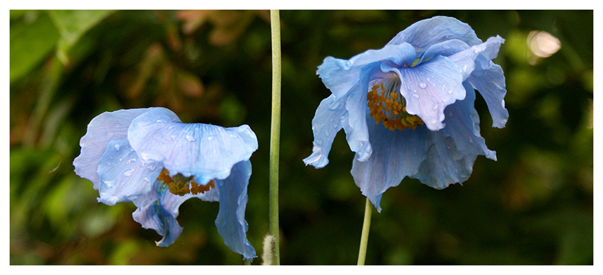 Blauer Mohn