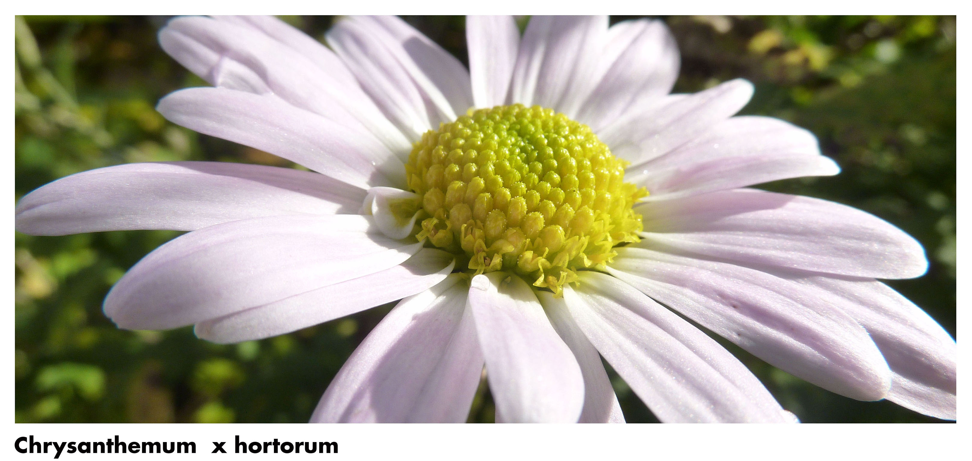 Chrysantheme